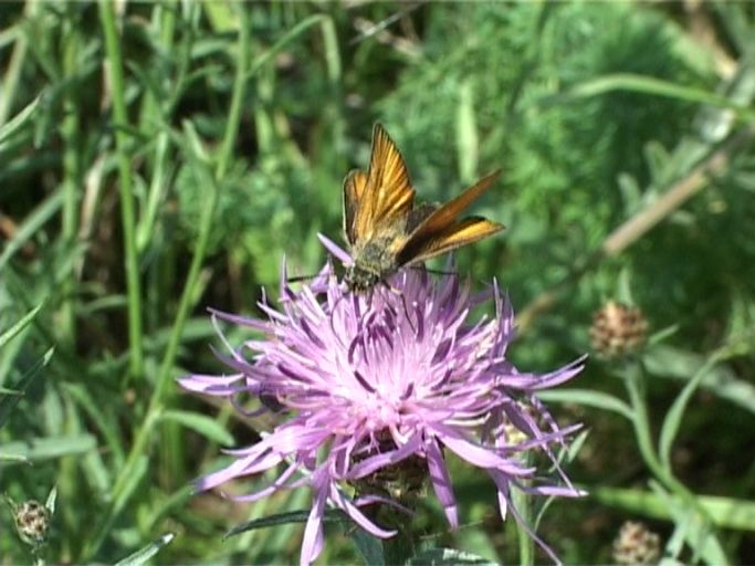 Schwarzkolbiger Braundickkopffalter ( Thymelicus lineola ) : Am Niederrhein, Biotop, 28.07.2005